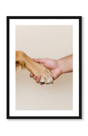 Close-up of a person's hand shaking a dog's paw, symbolizing friendship and connection between humans and animals, set against a neutral backdrop.