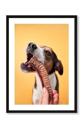 A dog is chewing on a rib treat held by a hand against an orange background. The focus is on the dog strong grip and the large rib.