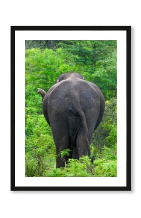 A wild elephant walks away into the dense jungle of Yala National Park, Sri Lanka. Captured from behind