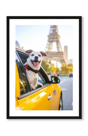 Hund im Taxi unterwegs in Paris