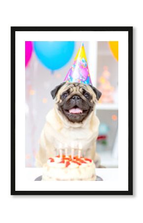 Mops feiert Geburtstag 