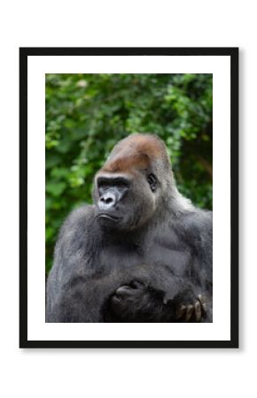 The gorilla is a huge primate.