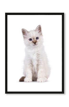 Cute tabby pointed Sacred Birman cat kitten, sitting up facing front. Looking straight to camera with breed specific blue eyes. Isolated on a white background.