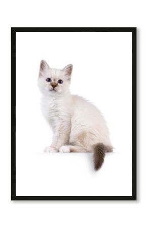 Cute tabby pointed Sacred Birman cat kitten, sitting up side ways on an edge. Looking straight to camera with breed specific blue eyes. Isolated on a white background.