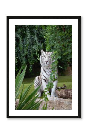 White tigers are big dangerous cats.