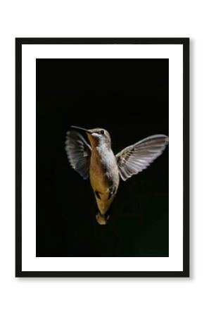 Juvenile male ruby-throated hummingbird isolated on black background hovering in flight
