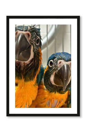Blue and Yellow Macaws Screaming