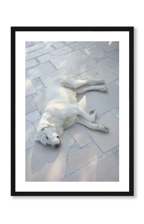 A white dog peacefully sleeps on a sunlit stone pavement, casting soft shadows. The calm, candid moment captures the warmth and simplicity of a lazy day in a serene outdoor setting.