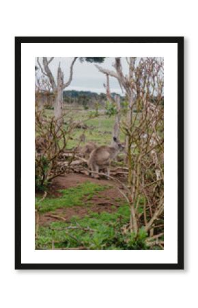 kangaroo in the grass