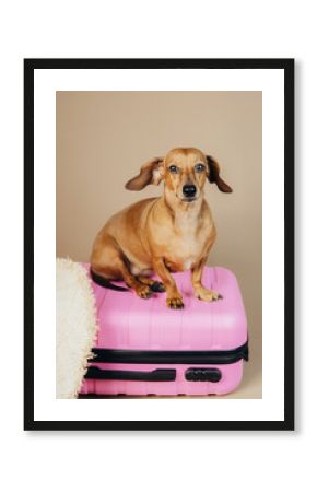 Dachshund on pink suitcase with straw hat, concept summer vacation journey with dog