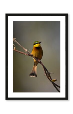 Little bee-eater with catchlight on twisting vine