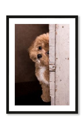 Maltipoo puppy playing peek a boo
