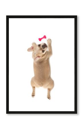 Adorable French bulldog dog with pet toy on white background, top view