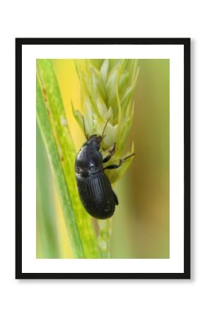 Vertical closeup on a black ground beetle, Zabrus tenebrioides feeding on vegetation