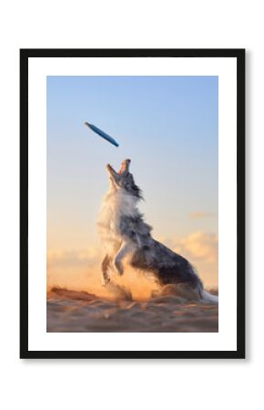 A Border Collie leaps high to catch a frisbee on the beach as dusk falls. The dog's athletic jump and the soft evening light create a captivating action scene by the ocean.