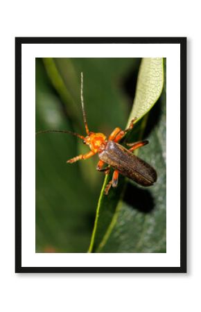 A brown and orange bug is sitting on a leaf