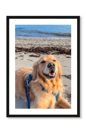 Golden retriever dog lying on sandy beach, enjoying sunny day, with gentle waves in background, showcasing happiness and relaxation in natural environment