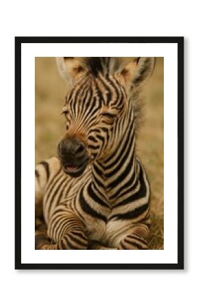 Adorable zebra foal resting peacefully.