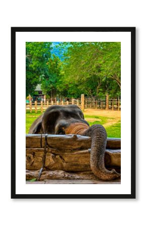 Asian elephant (Elephants maximus) in Pinnawala Elephant Orphanage, close up of the trunk, Sri Lanka