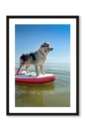 Aussie Australian Shepherd dog in blue marble color floats glove SUP board in sea, vertical photo
