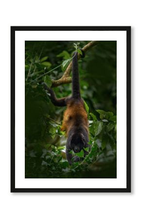 Nature in Costa Rica, monkey. Black monkey Mantled Howler Monkey Alouatta palliata, nature habitat. Animal in Costa Rica, Braulio Carrillo national park. Animal hidden in the green tropical forest.
