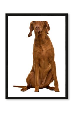 Brown Vizsla dog sits upright with a calm expression, looking straight ahead on transparent background. Concept of dog breed identification guides, pet adoption promotions