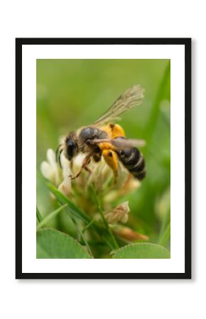 Honey Bee Collecting Pollen from White Clover – Macro Nature Photography
