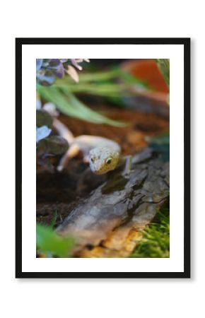 Lizard exploring its terrarium habitat with green foliage