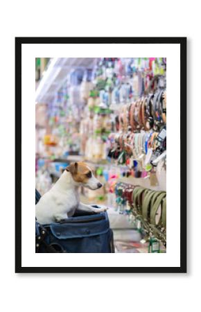 Jack Russell Terrier dog in a stroller in a pet store. 