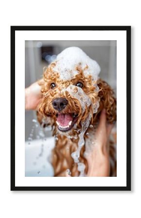 Cheerful curly dog enjoys bubbly bath with owner's gentle hands.