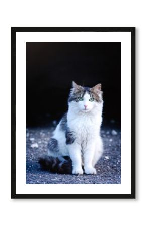 Young Norwegian Forest Cat sitting outdoor and looking at camera. 