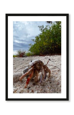 March of the Coastal Wanderer