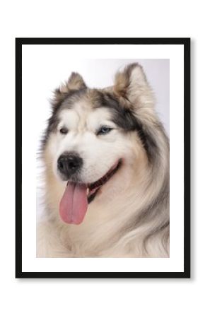 Beautiful Alaskan malamute dog on white background