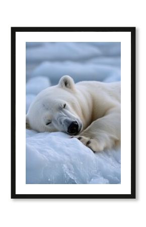 Arctic bear resting on ice