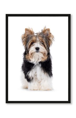 Cute Biewer Yorkshire Terrier dog, standing facing front. Looking towards camera. Isolated on a white background.