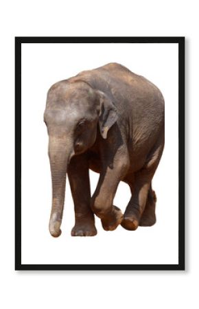 A large elephant is walking across a white background