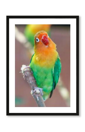 A green and yellow bird is perched on a branch