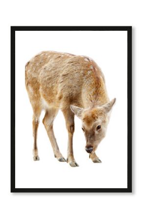 A deer is eating grass in a field