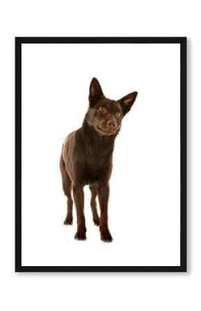 Australian Kelpie in studio