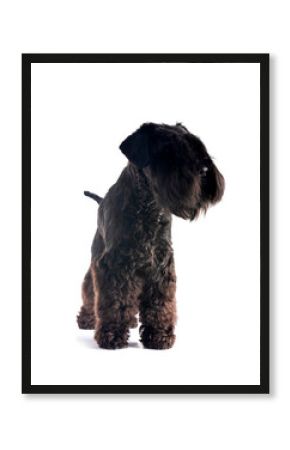 black miniature schnauzer in studio