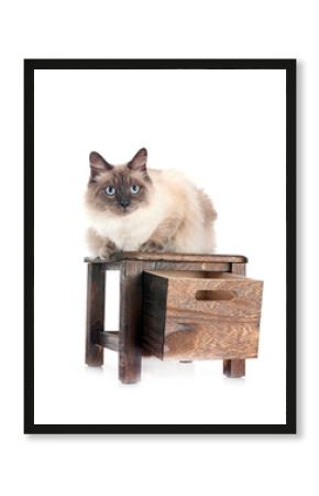 siberian cat in studio