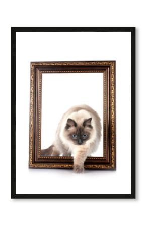 siberian cat in studio