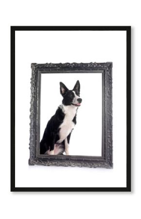 border collie in studio