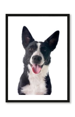 border collie in studio