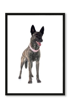 Dutch Shepherd in studio