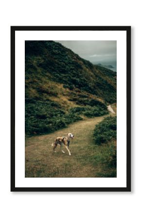 Brindle Whippet Walking on Coastal Path in Devon – Dog Outdoors Photography