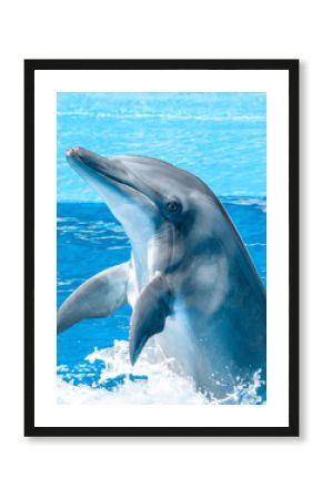 dolphin in the water