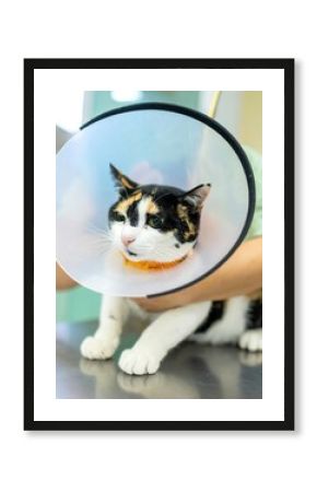 Sad cat wearing a cone