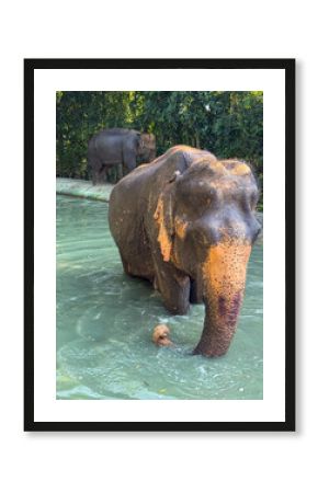 Gray Asian elephant seen bathing and splashing in a protected national park, a reminder of the importance of elephant care and conservation efforts. Gentle giant in a protected sanctuary.