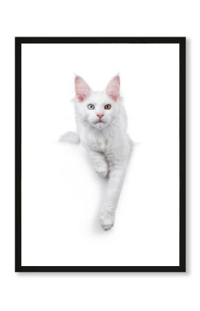 Amazing solid white odd eyed Maine Coon cat kitten, laying down facing front on edge. Looking straight to camera. Isolated on a white background.